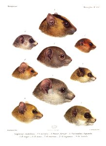 Histoire naturelle des mammifères, Tome VI, Atlas III, Plate 259