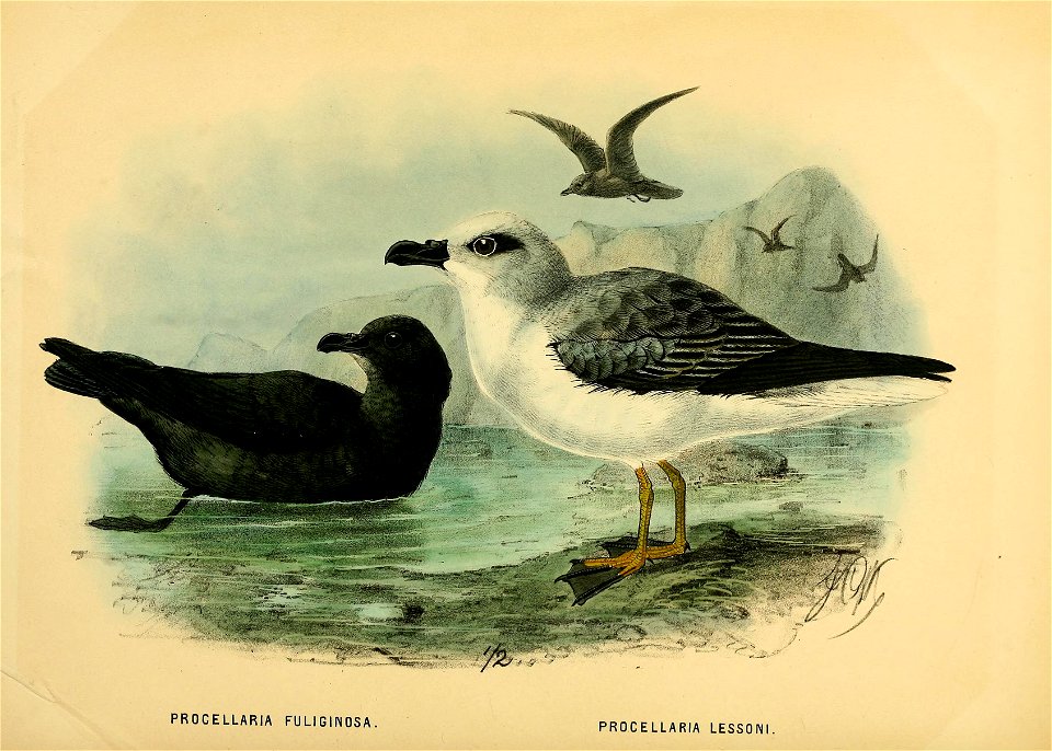 History of the birds of NZ 1st ed p304