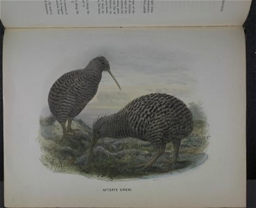 History of the birds of NZ 1st ed p368-2