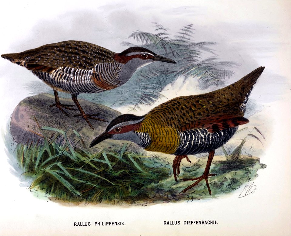 History of the birds of NZ 1st ed p176
