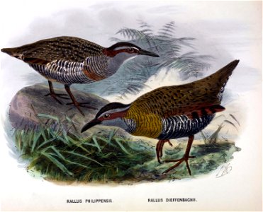 History of the birds of NZ 1st ed p176