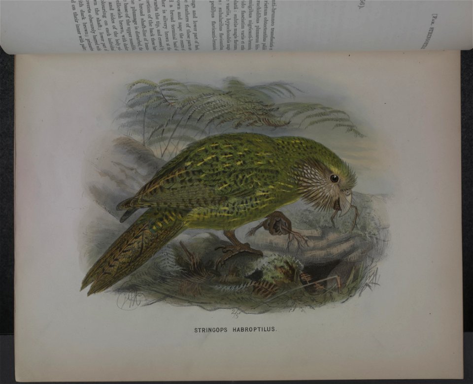 History of the birds of NZ 1st ed p026-2
