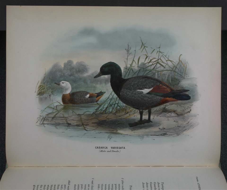 History of the birds of NZ 1st ed p240-2