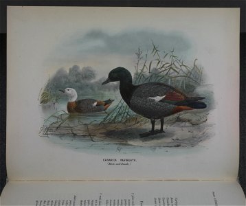 History of the birds of NZ 1st ed p240-2