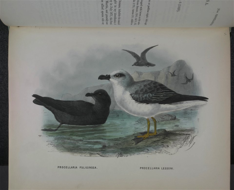History of the birds of NZ 1st ed p304-2