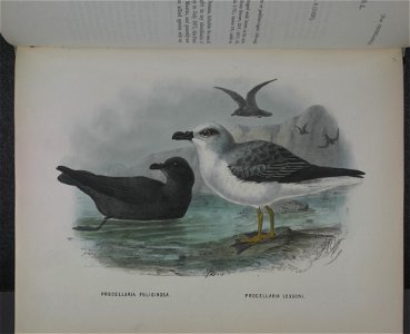 History of the birds of NZ 1st ed p304-2
