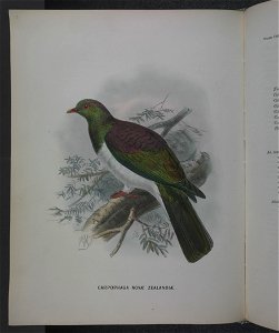 History of the birds of NZ 1st ed p156-2
