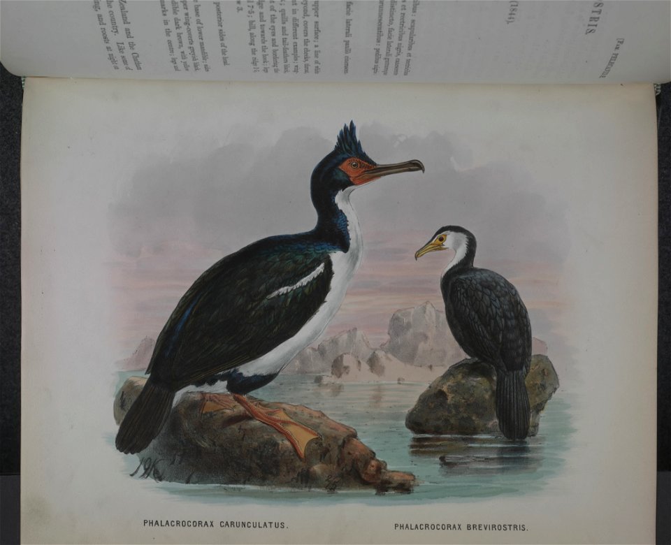 History of the birds of NZ 1st ed p330-2