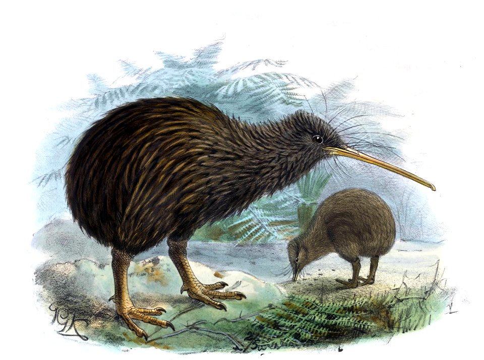 History of the birds of NZ 1st ed p358-2 (cropped)