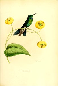 Histoirenaturell31877muls 0185