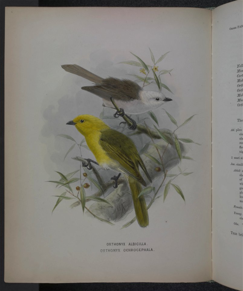 History of the birds of NZ 1st ed p102-2
