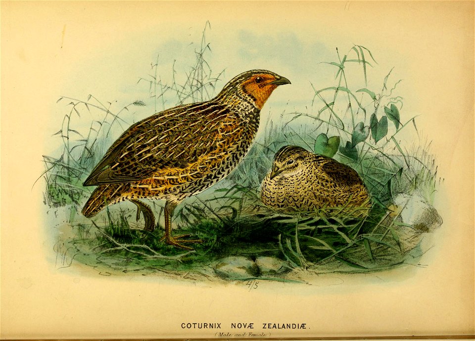 History of the birds of NZ 1st ed p160