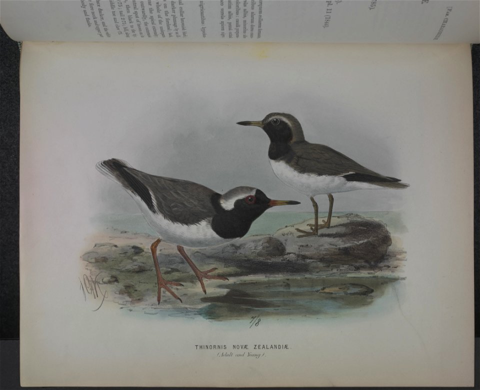 History of the birds of NZ 1st ed p214-2