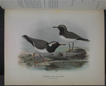 History of the birds of NZ 1st ed p214-2