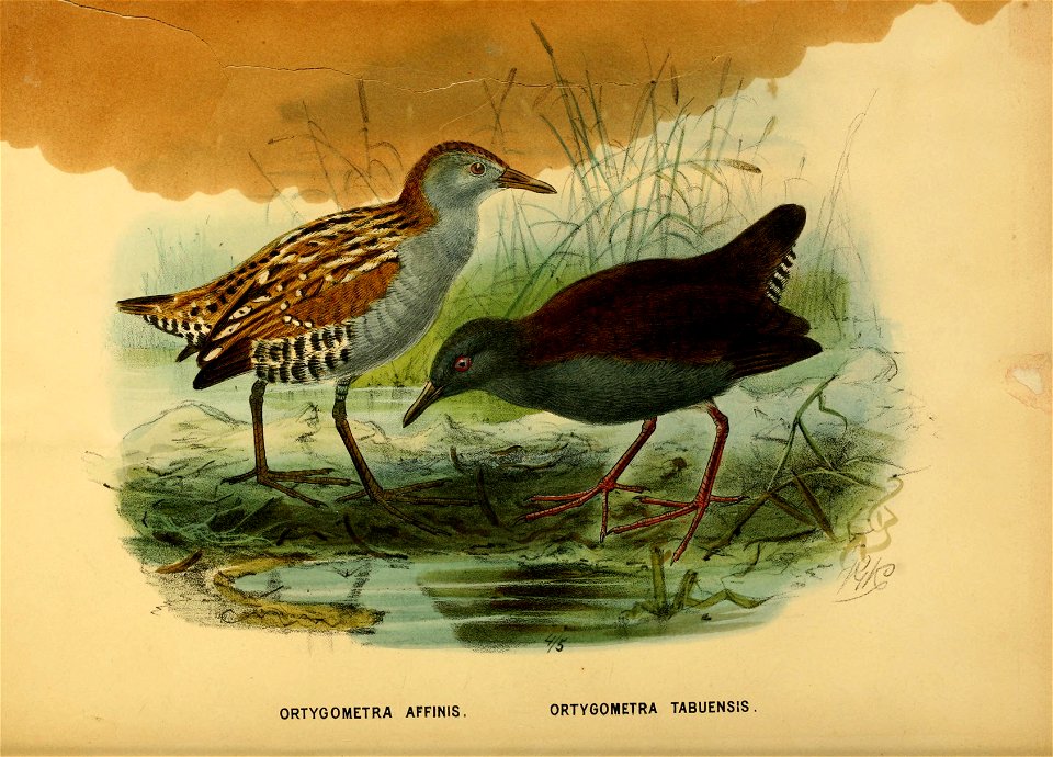History of the birds of NZ 1st ed p182