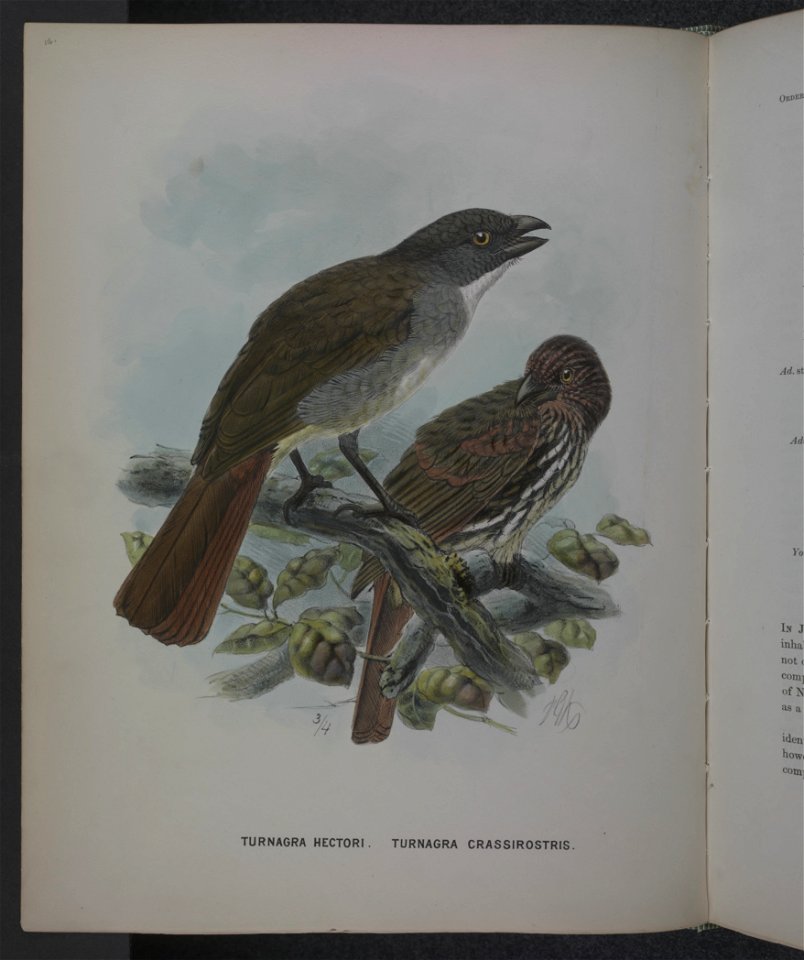 History of the birds of NZ 1st ed p134-2