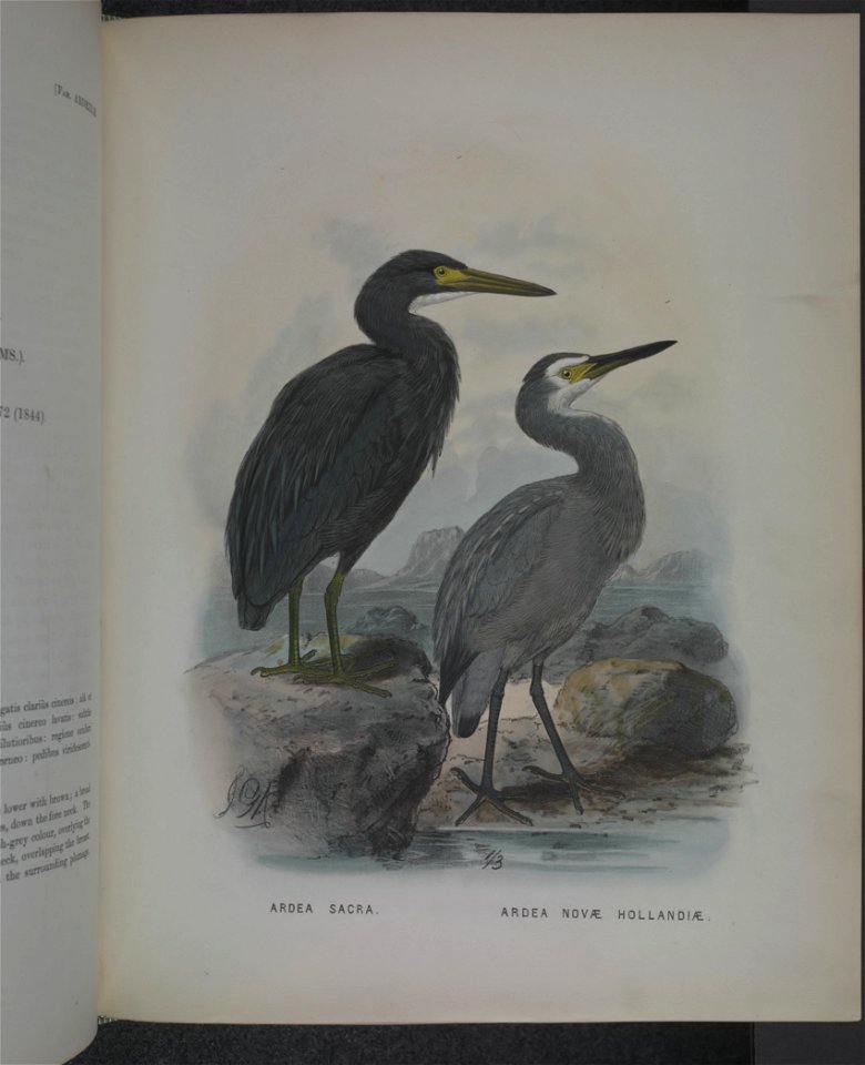 History of the birds of NZ 1st ed p228-2