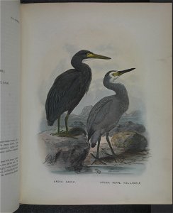 History of the birds of NZ 1st ed p228-2