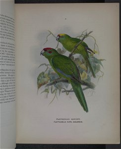 History of the birds of NZ 1st ed p060-2
