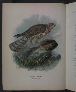 History of the birds of NZ 1st ed p010-2