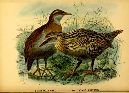 History of the birds of NZ 1st ed p164