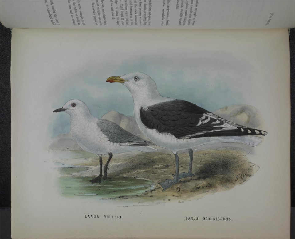 History of the birds of NZ 1st ed p276-2