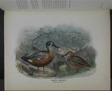 History of the birds of NZ 1st ed p252-2