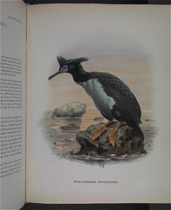 History of the birds of NZ 1st ed p338-2