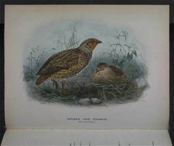 History of the birds of NZ 1st ed p160-2