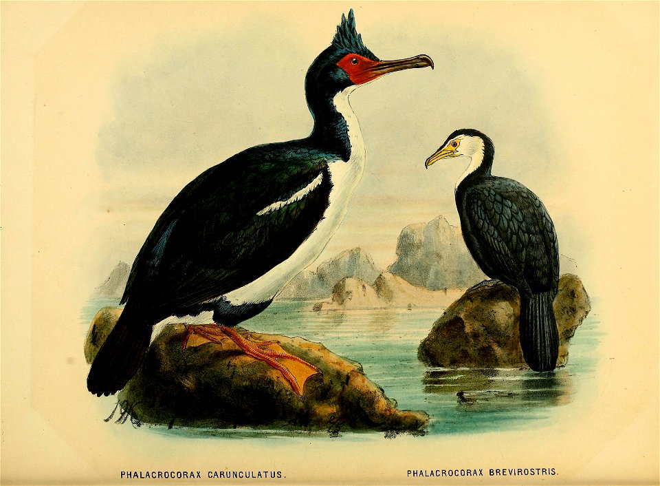 History of the birds of NZ 1st ed p332