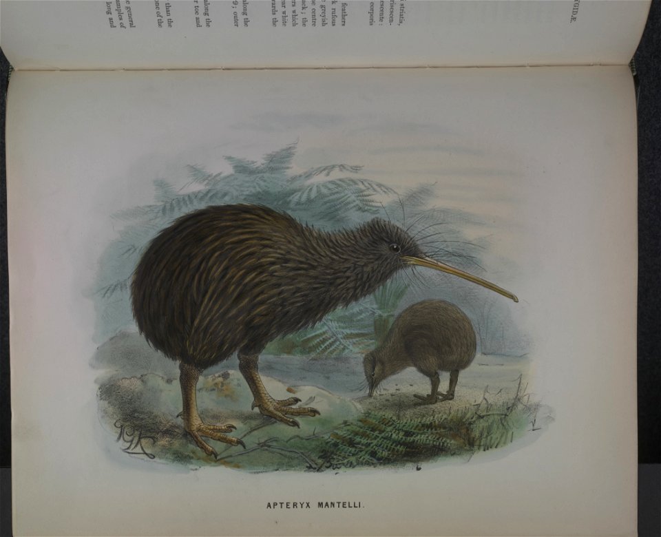 History of the birds of NZ 1st ed p358-2