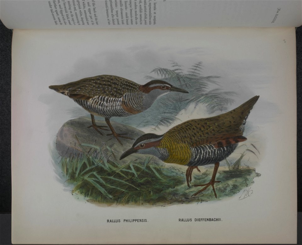 History of the birds of NZ 1st ed p176-2