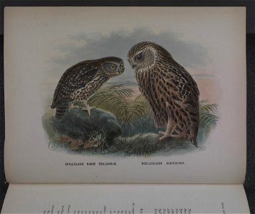 History of the birds of NZ 1st ed p016-2