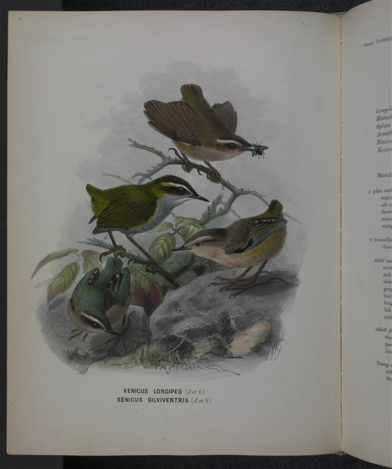 History of the birds of NZ 1st ed p114-2