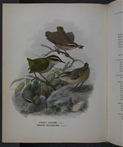 History of the birds of NZ 1st ed p114-2
