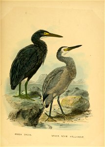 History of the birds of NZ 1st ed p228