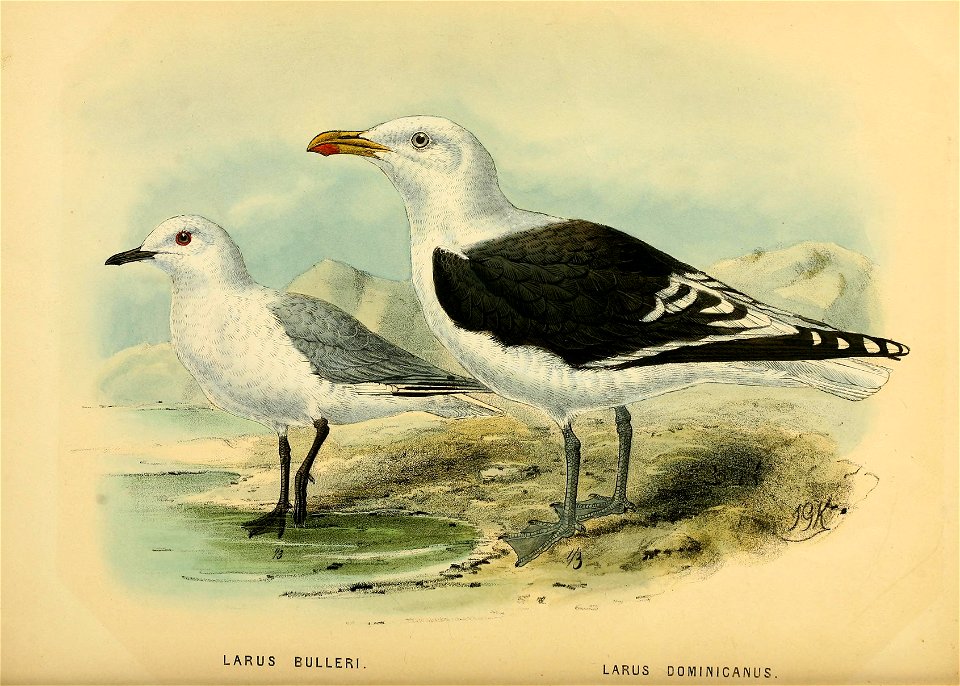 History of the birds of NZ 1st ed p276