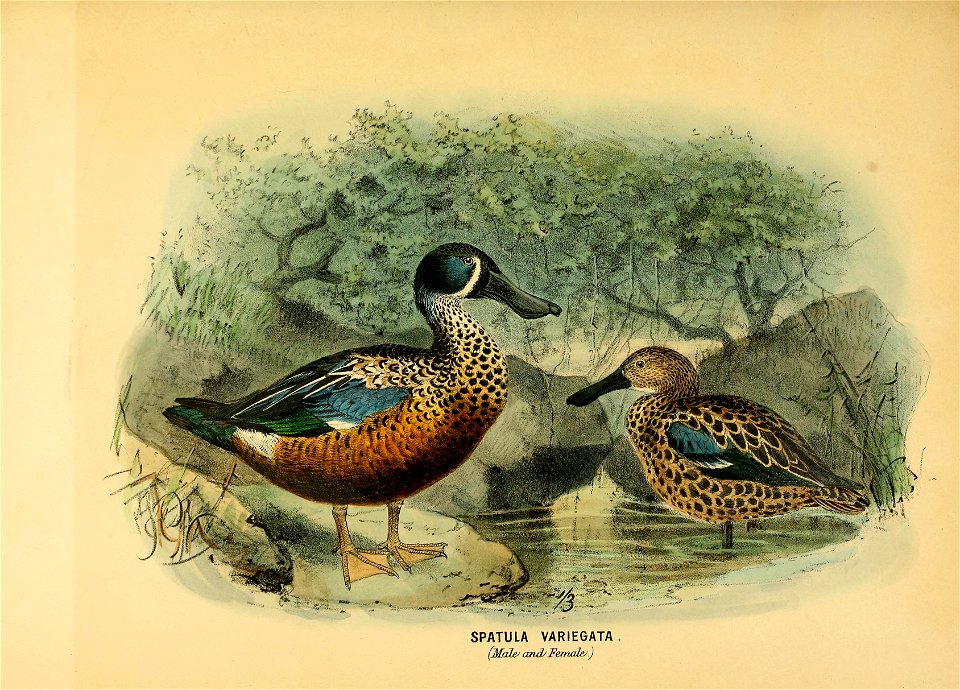 History of the birds of NZ 1st ed p252