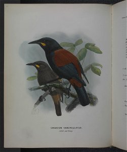 History of the birds of NZ 1st ed p148-2