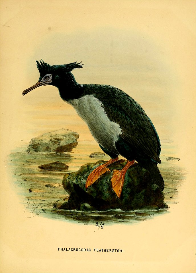 History of the birds of NZ 1st ed p338
