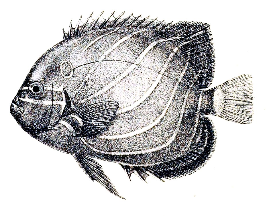 Holacanthus annularis Ford 29