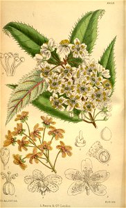 Hoheria populnea lanceolata 146-8843
