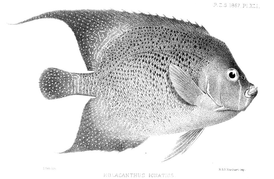 HolacanthusIgnatiusSmit