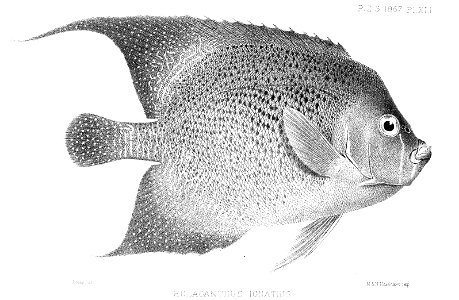 HolacanthusIgnatiusSmit