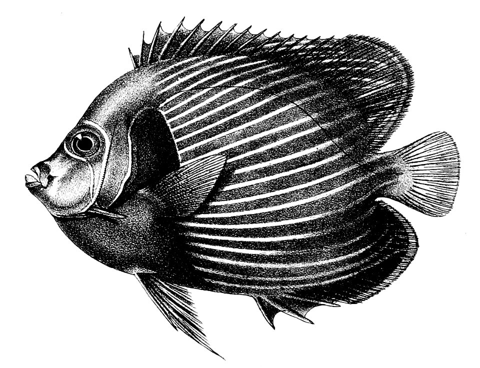 Holacanthus imperator Ford 28