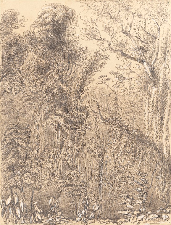Hollow - thru' which the new road from the Presidencia to Petropolis is to be cut 7th November 1854, da Coleção Brasiliana Iconográfica
