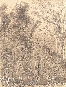 Hollow - thru' which the new road from the Presidencia to Petropolis is to be cut 7th November 1854, da Coleção Brasiliana Iconográfica