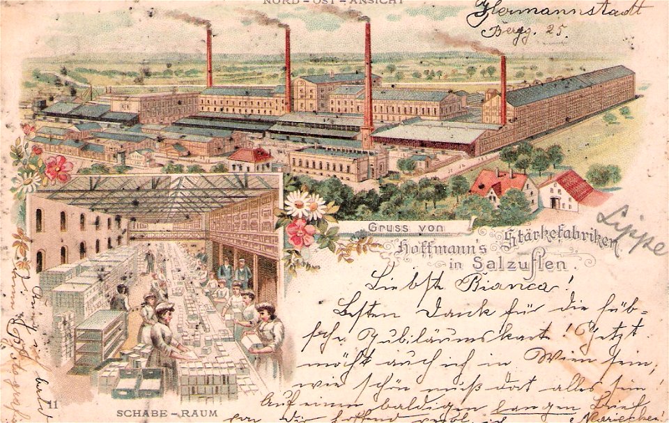Hoffmann 11
