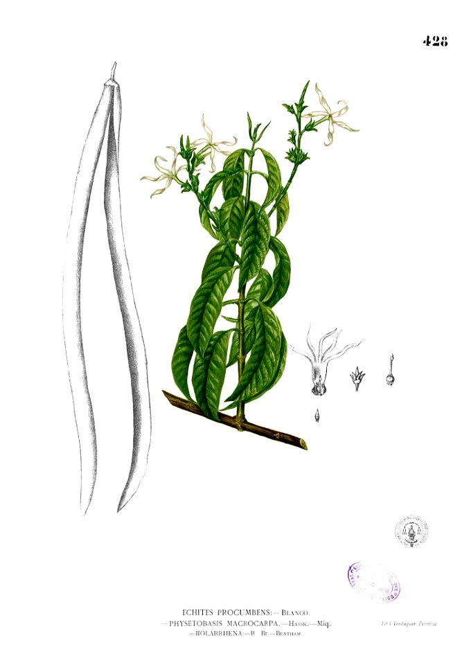 Holarrhena pubescens Blanco2.428