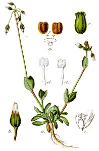 Holosteum umbellatum Sturm4